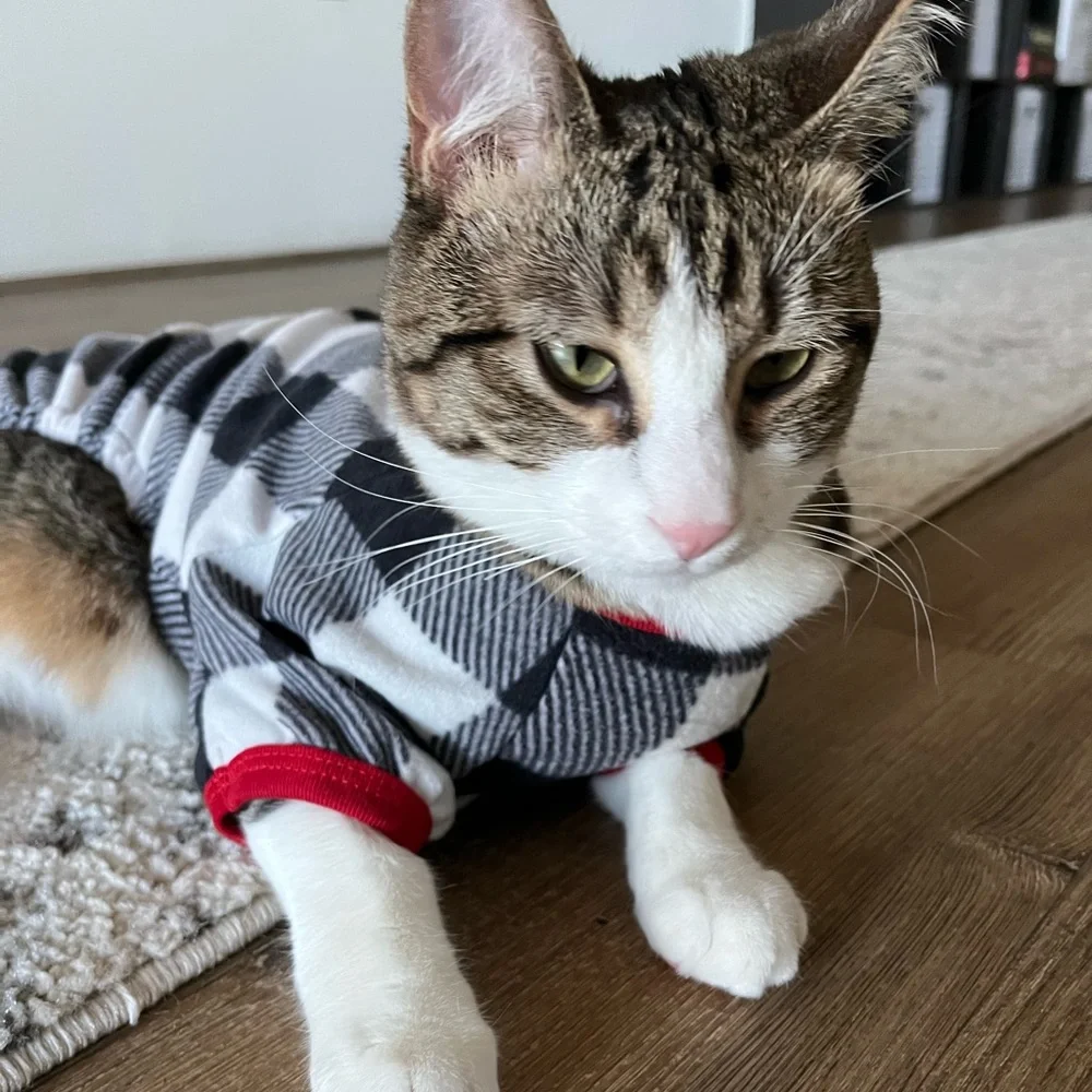 pet PJs - Picture 1 of 3
